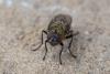 Pollenia sp.